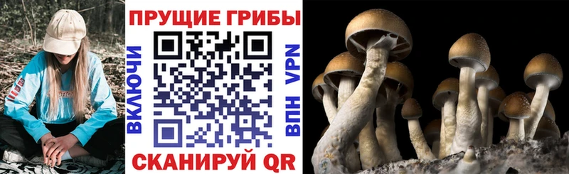 Псилоцибиновые грибы Psilocybine cubensis  ссылка на мегу маркетплейс  Вичуга 